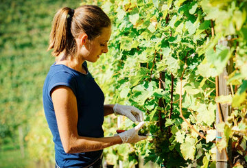 Woman working at a winery 