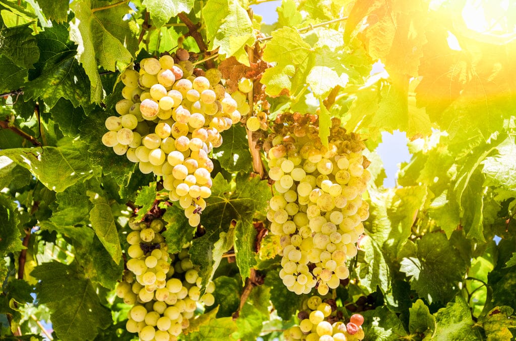 Grapes used to make sauvignon blanc wine hanging from a vine Sans Drinks