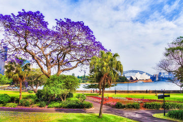 View of the Sydney Opera House from the Botanical Gardens